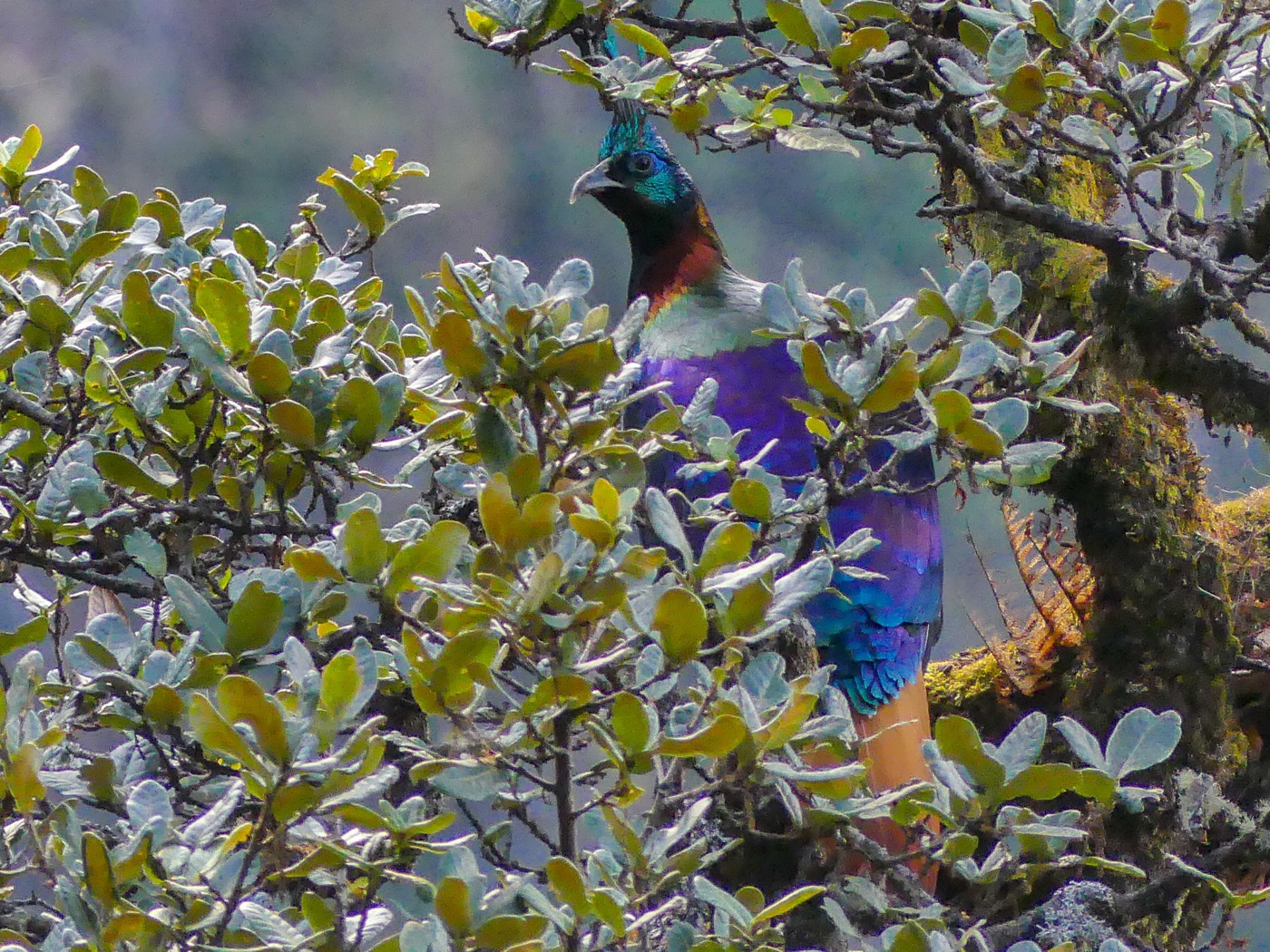 A male Himalayan monal with iridescent plumage