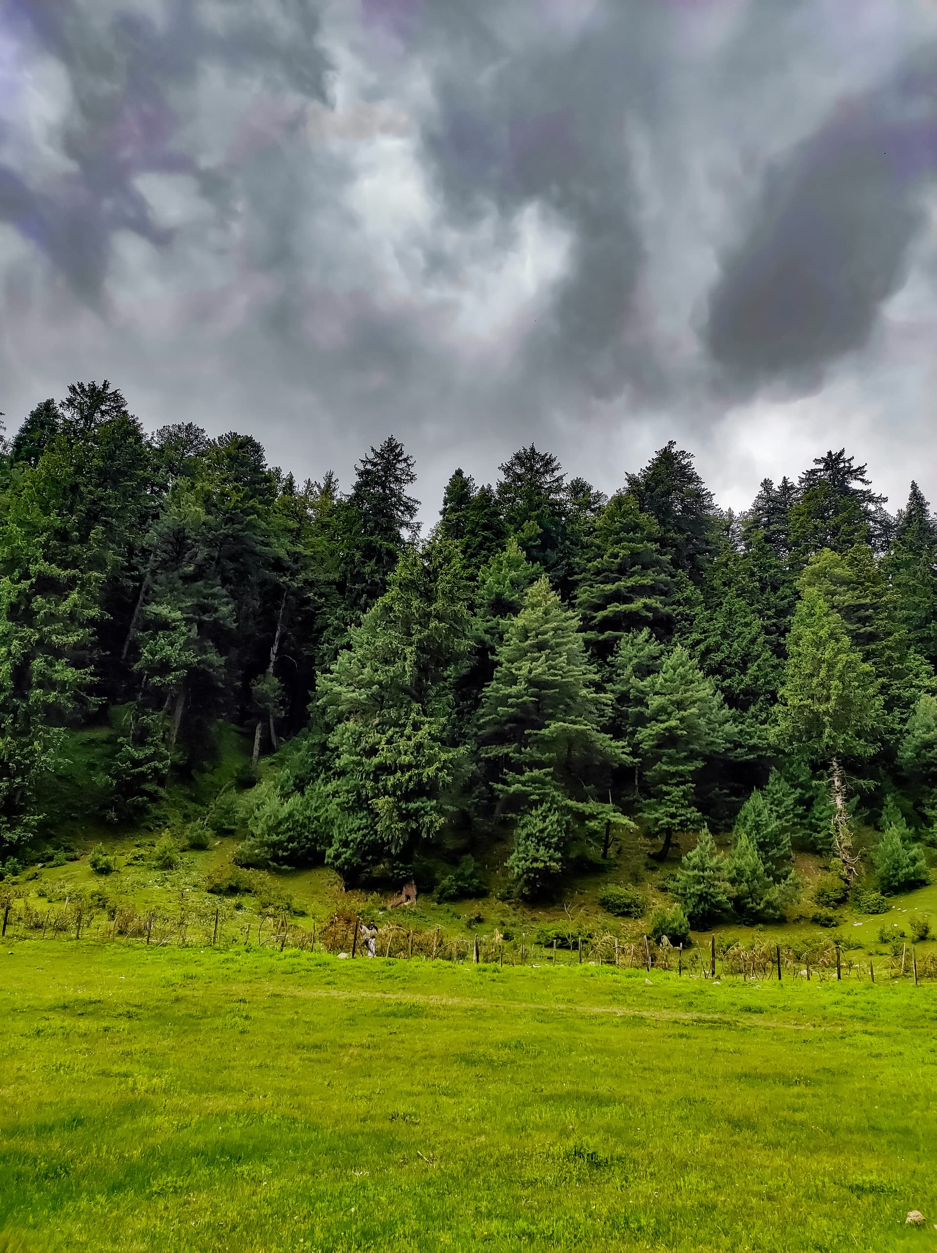 A green meadow beside dense conifer forest under a cloudy sky