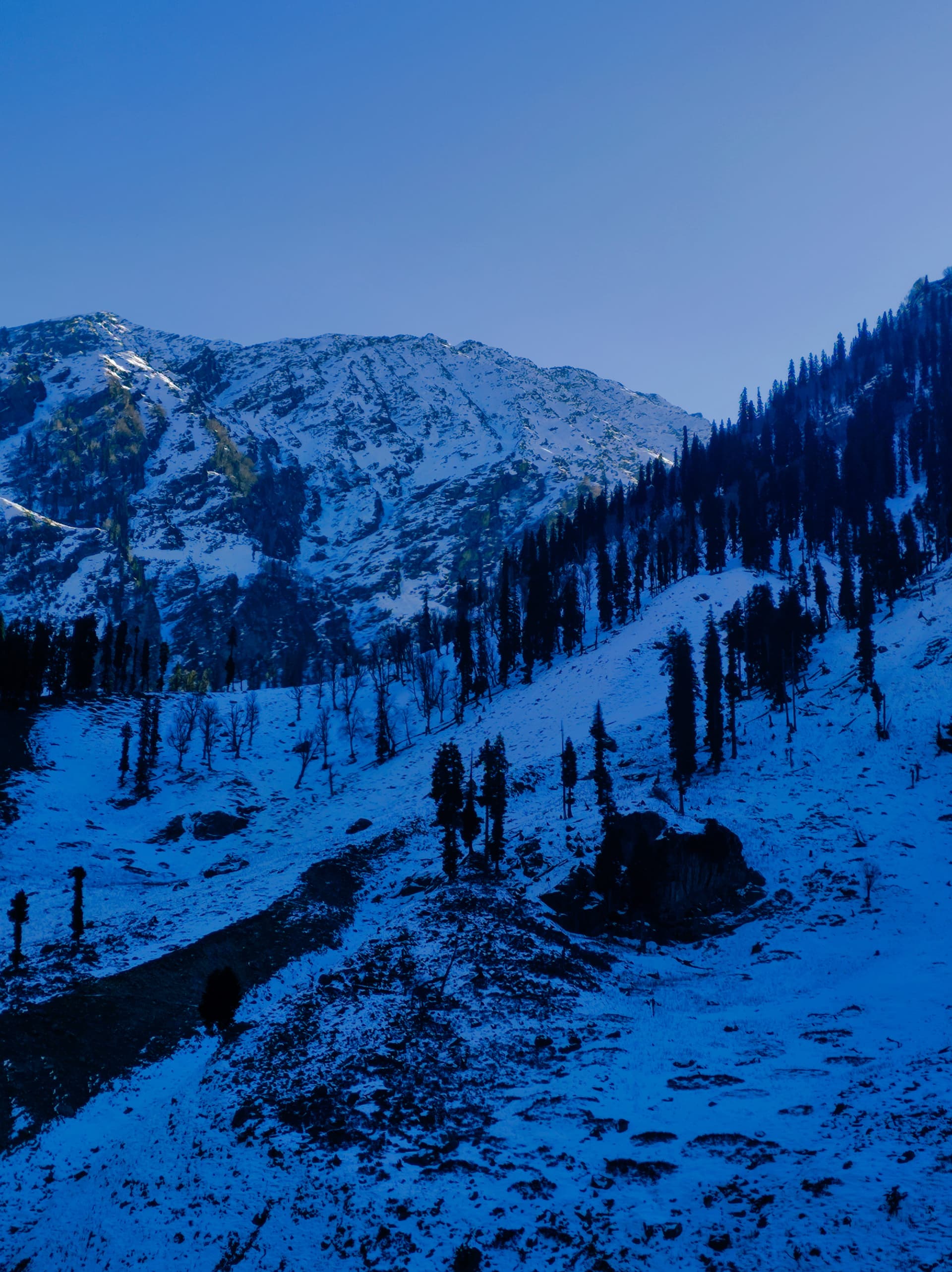 Snow-covered mountain slopes with scattered conifers